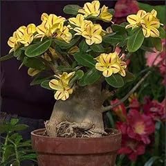 Ornamentale adenium obesum usato  Spedito ovunque in Italia 