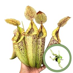 Nepenthes dyeriana starter for sale  Delivered anywhere in USA 