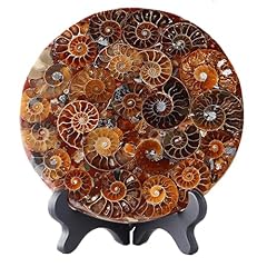 Natural ammonite fossil for sale  Delivered anywhere in USA 