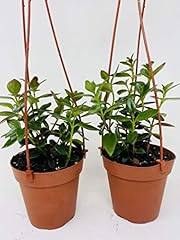 Two goldfish plant for sale  Delivered anywhere in USA 