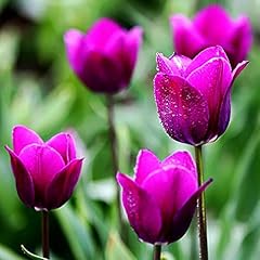Stück tulpenzwiebeln tulpenzw gebraucht kaufen  Wird an jeden Ort in Deutschland