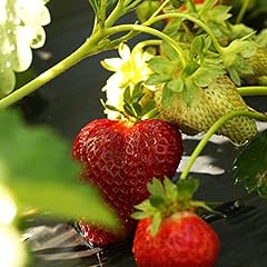 Chandler strawberry plants for sale  Delivered anywhere in USA 
