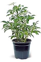 Live hawaiian schefflera for sale  Delivered anywhere in USA 