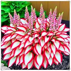 Premium hosta pflanzen gebraucht kaufen  Wird an jeden Ort in Deutschland
