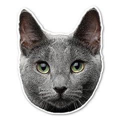 Russian blue cat for sale  Delivered anywhere in USA 