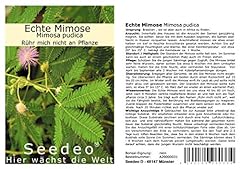 Seedeo echte mimose gebraucht kaufen  Wird an jeden Ort in Deutschland