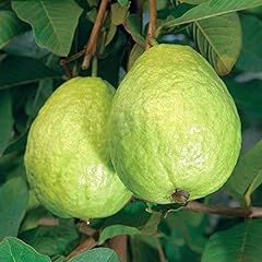 One guava fruit for sale  Delivered anywhere in USA 