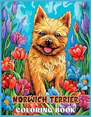 Norwich terrier dog for sale  Delivered anywhere in USA 
