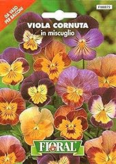 Fioral viola cornuta gebraucht kaufen  Wird an jeden Ort in Deutschland