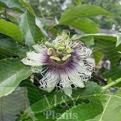 Passiflora edulis possum for sale  Delivered anywhere in USA 