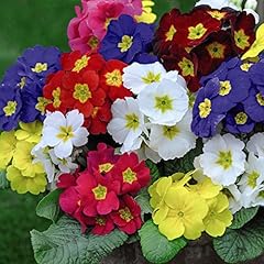 Primula polyanthus scented for sale  Delivered anywhere in Ireland