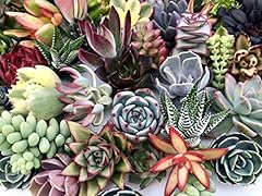 Assorted live succulent for sale  Delivered anywhere in USA 