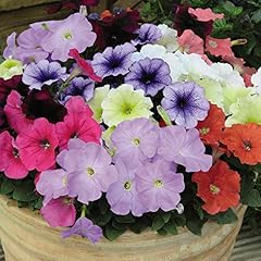 Flowering plant petunia for sale  Delivered anywhere in UK