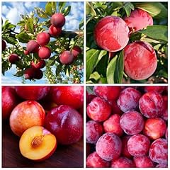 Plum fruit tree for sale  Delivered anywhere in USA 