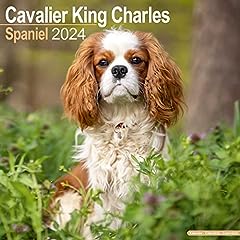 cavalier king charles non lof d'occasion  Livré partout en France