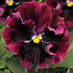Premier seeds direct for sale  Delivered anywhere in UK