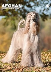 Afghan hound 2025 for sale  Delivered anywhere in UK