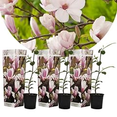 Plant box magnolia d'occasion  Livré partout en Belgiqu