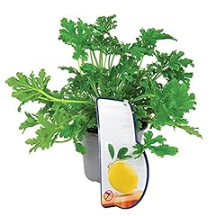 Lemon scented geranium for sale  Delivered anywhere in UK