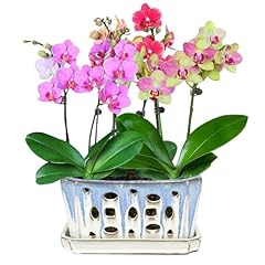 Orchid pot holes for sale  Delivered anywhere in USA 