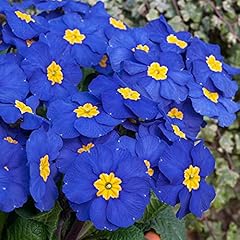 Polyanthus blue colourful for sale  Delivered anywhere in UK