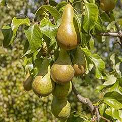 Conference pear patio for sale  Delivered anywhere in UK