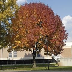 Autumn purple ash for sale  Delivered anywhere in USA 
