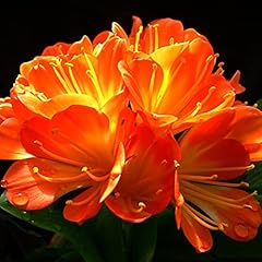 Kaffir lily clivia for sale  Delivered anywhere in UK