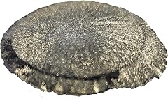 Starstuff.rocks authentic rock for sale  Delivered anywhere in USA 
