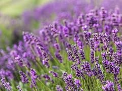 Greenwood nursery live for sale  Delivered anywhere in USA 