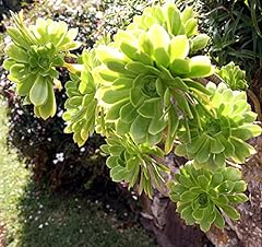Aeonium arboreum house for sale  Delivered anywhere in UK