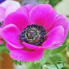 Humphreys garden anemone for sale  Delivered anywhere in UK