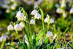 Lily valley bulbs for sale  Delivered anywhere in USA 
