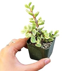 Portulacaria afra decumbent for sale  Delivered anywhere in USA 