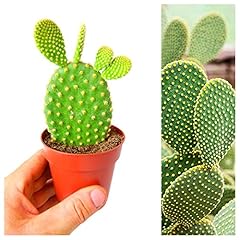 Opuntia microdasys bunny for sale  Delivered anywhere in Ireland