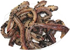 Lob worms fishing for sale  Delivered anywhere in Ireland