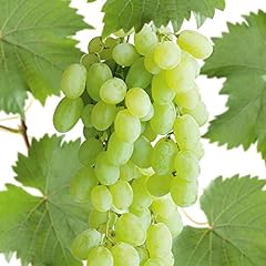 Grape polish cuttings for sale  Delivered anywhere in USA 