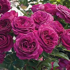 Heirloom roses floribunda for sale  Delivered anywhere in USA 