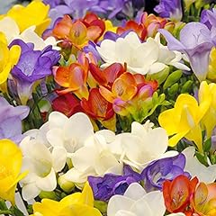 Freesia single mixed for sale  Delivered anywhere in UK