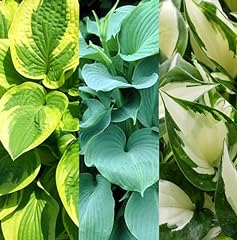 Hosta plant collection for sale  Delivered anywhere in Ireland