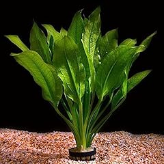 Live aquarium plant for sale  Delivered anywhere in UK