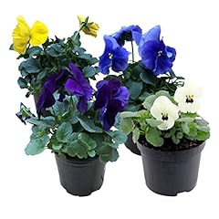 Live healthy flowering for sale  Delivered anywhere in USA 