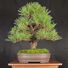 Bonsai japanese black for sale  Delivered anywhere in USA 