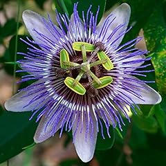 Passiflora purple haze for sale  Delivered anywhere in UK