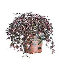 Purple pixie loropetalum for sale  Delivered anywhere in USA 