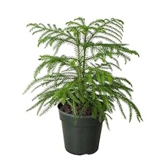 Norfolk island pine for sale  Delivered anywhere in USA 