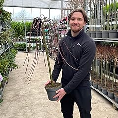 Salix kilmarnock weeping for sale  Delivered anywhere in UK