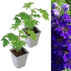 Carbeth plants delphinium for sale  Delivered anywhere in UK