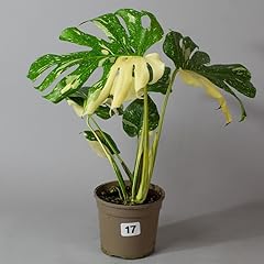 Monstera thai constellation for sale  Delivered anywhere in UK