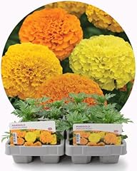 Garden ready marigold for sale  Delivered anywhere in UK